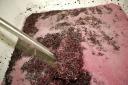 fermenting wine